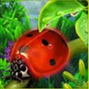 Rainbow Luck Ladybug Symbol